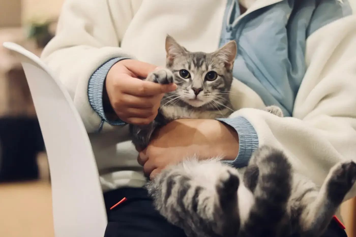 Un chat en consultation