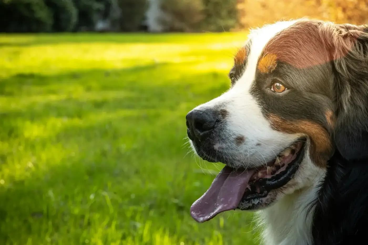 Un chien heureux