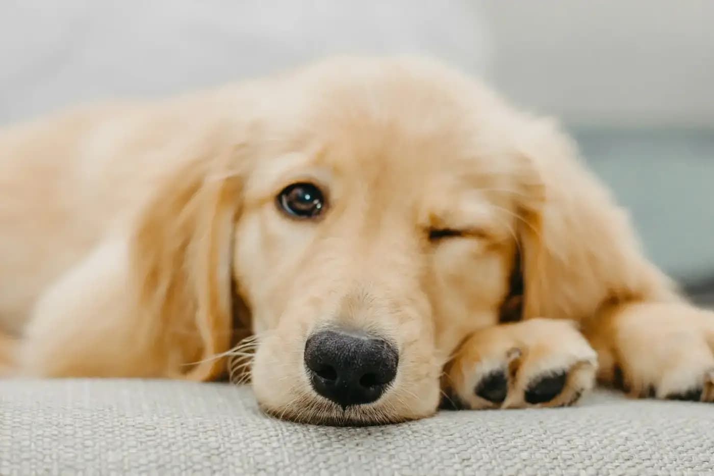 Un chiot