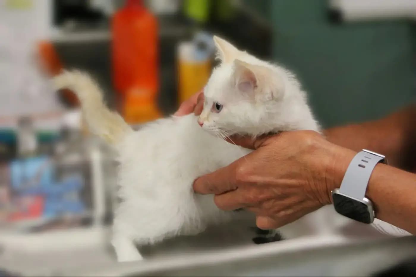 Un chat soigné avec douceur