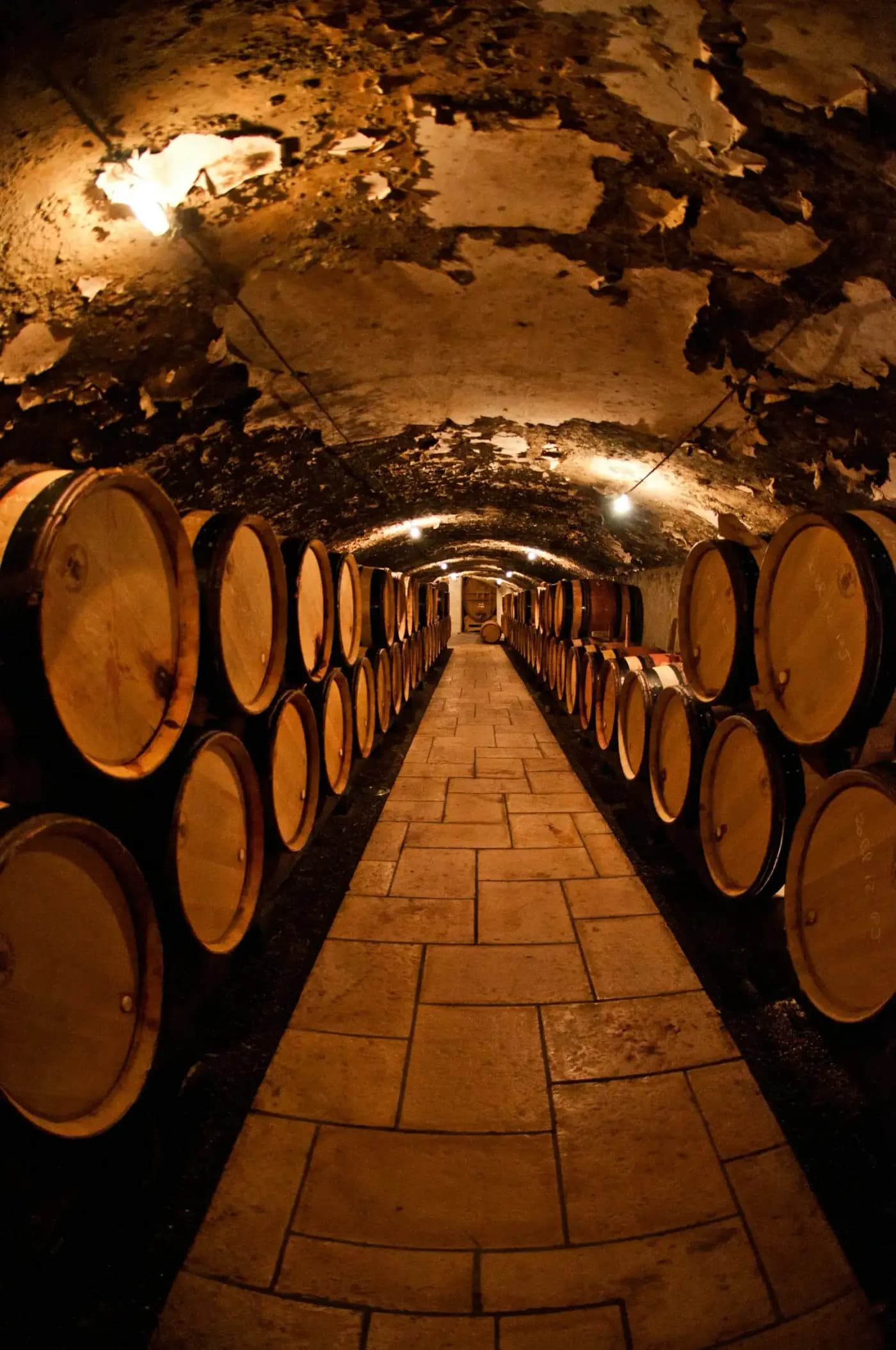 La cave voûtée et ses fûts de chêne