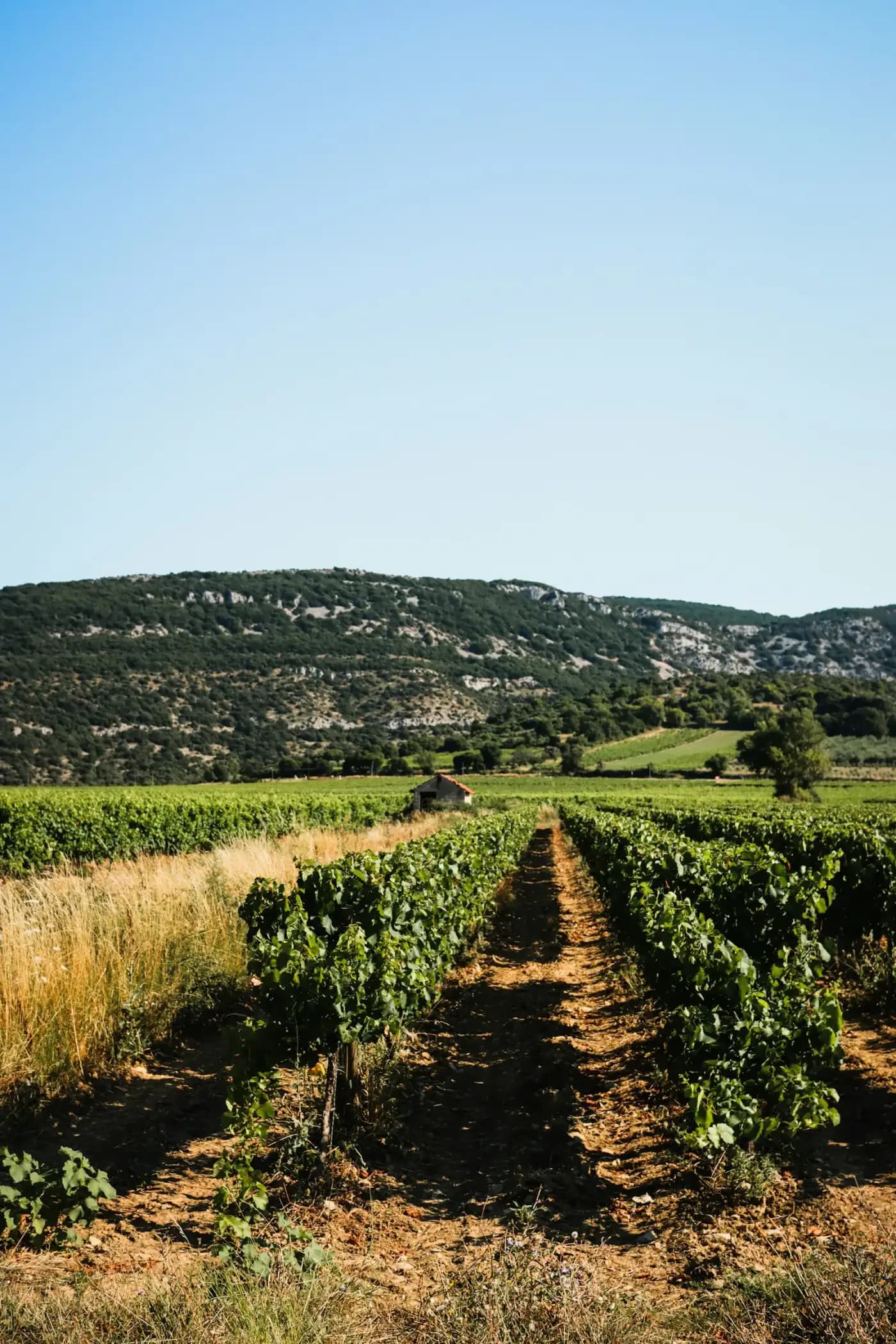 Les rangs de vigne au printemps
