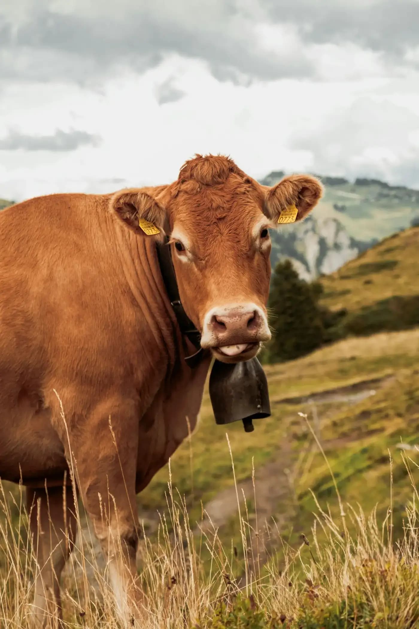 Une de nos vaches, cloche au cou
