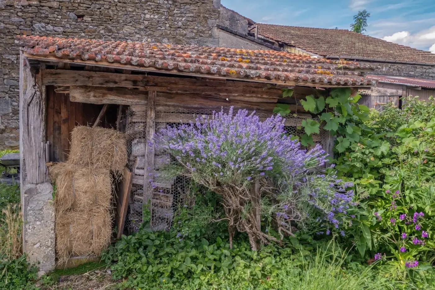 La grange et sa lavande